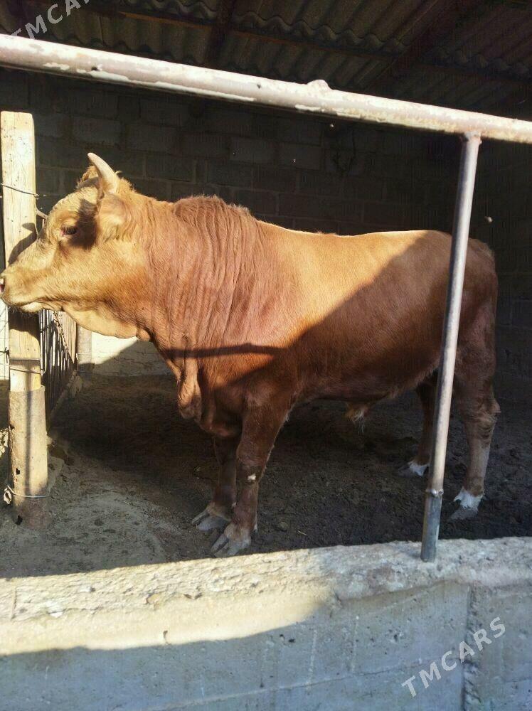 ОКУЗ - Gumdag - img 6