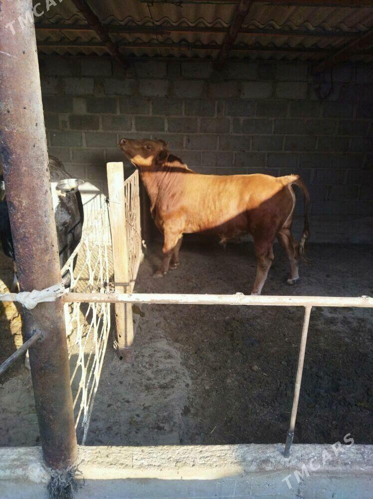 ОКУЗ - Gumdag - img 2