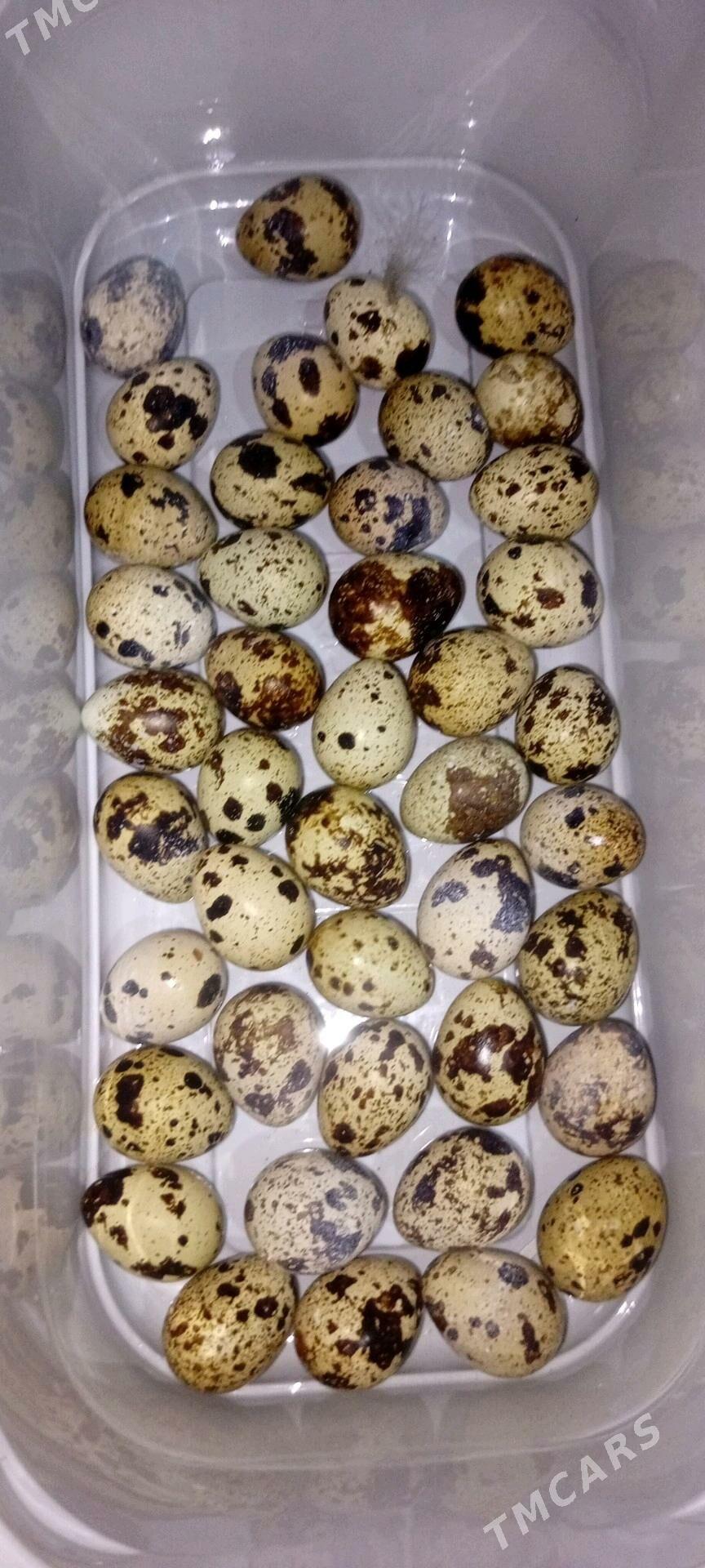 bedene ýumurtgasy bar - Büzmeýin - img 2