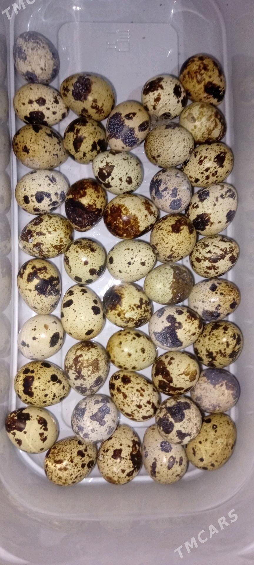 bedene ýumurtgasy bar - Büzmeýin - img 1