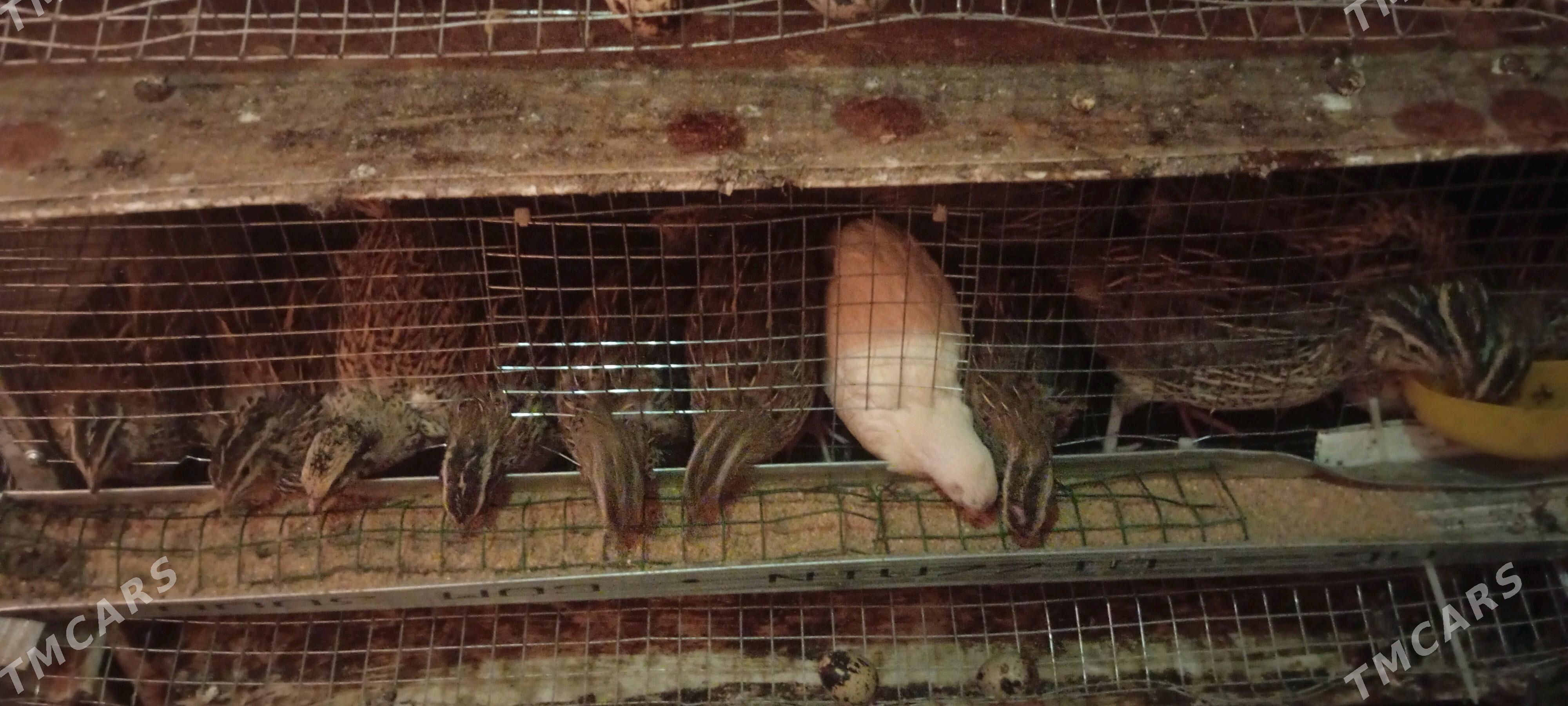 bedene ýumurtgasy bar - Büzmeýin - img 3