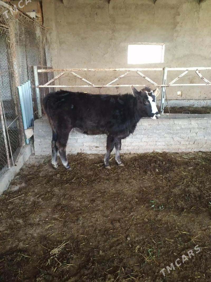 gulajynlar - Мургап - img 3