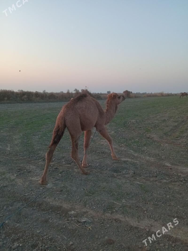 owshuk - Şabat etr. - img 4