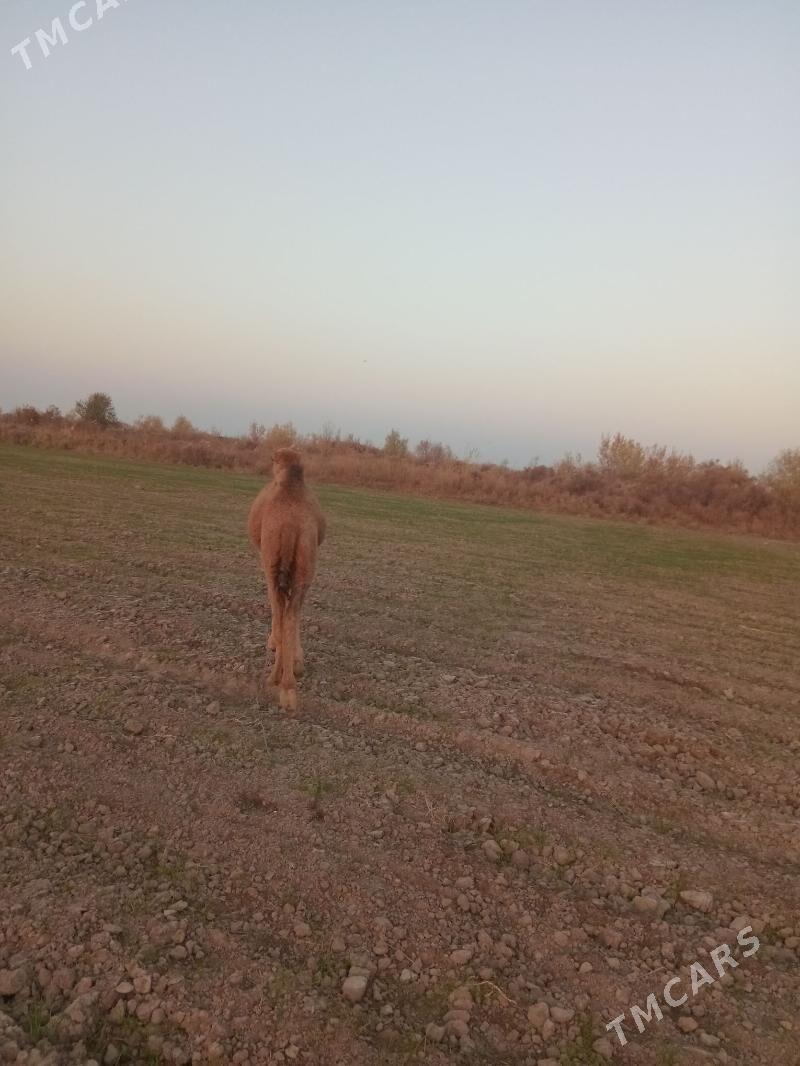 owshuk - Şabat etr. - img 5