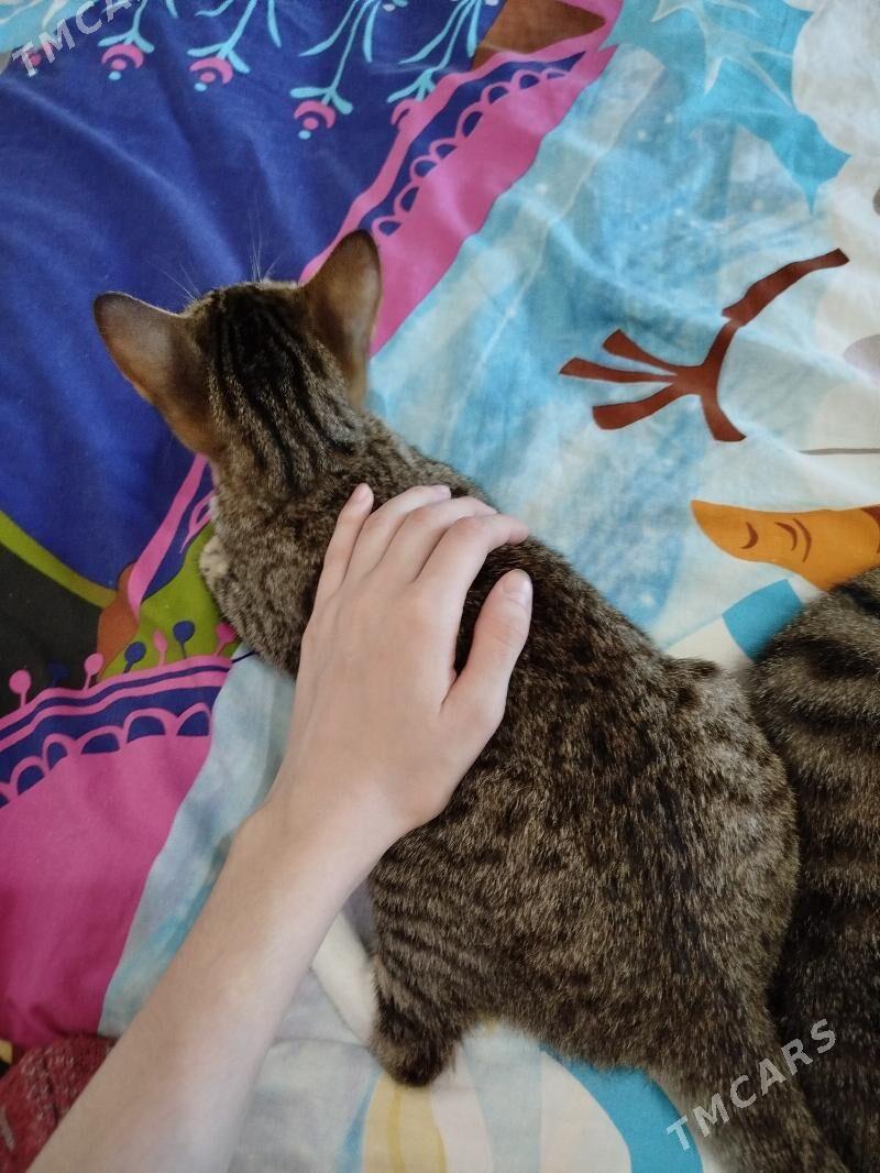 Gowja pişijek - Mary - img 2