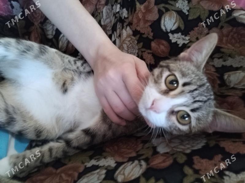 Gowja pişijek - Mary - img 3