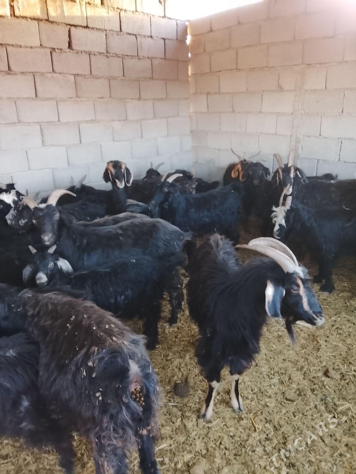 geçi - Aşgabat - img 3