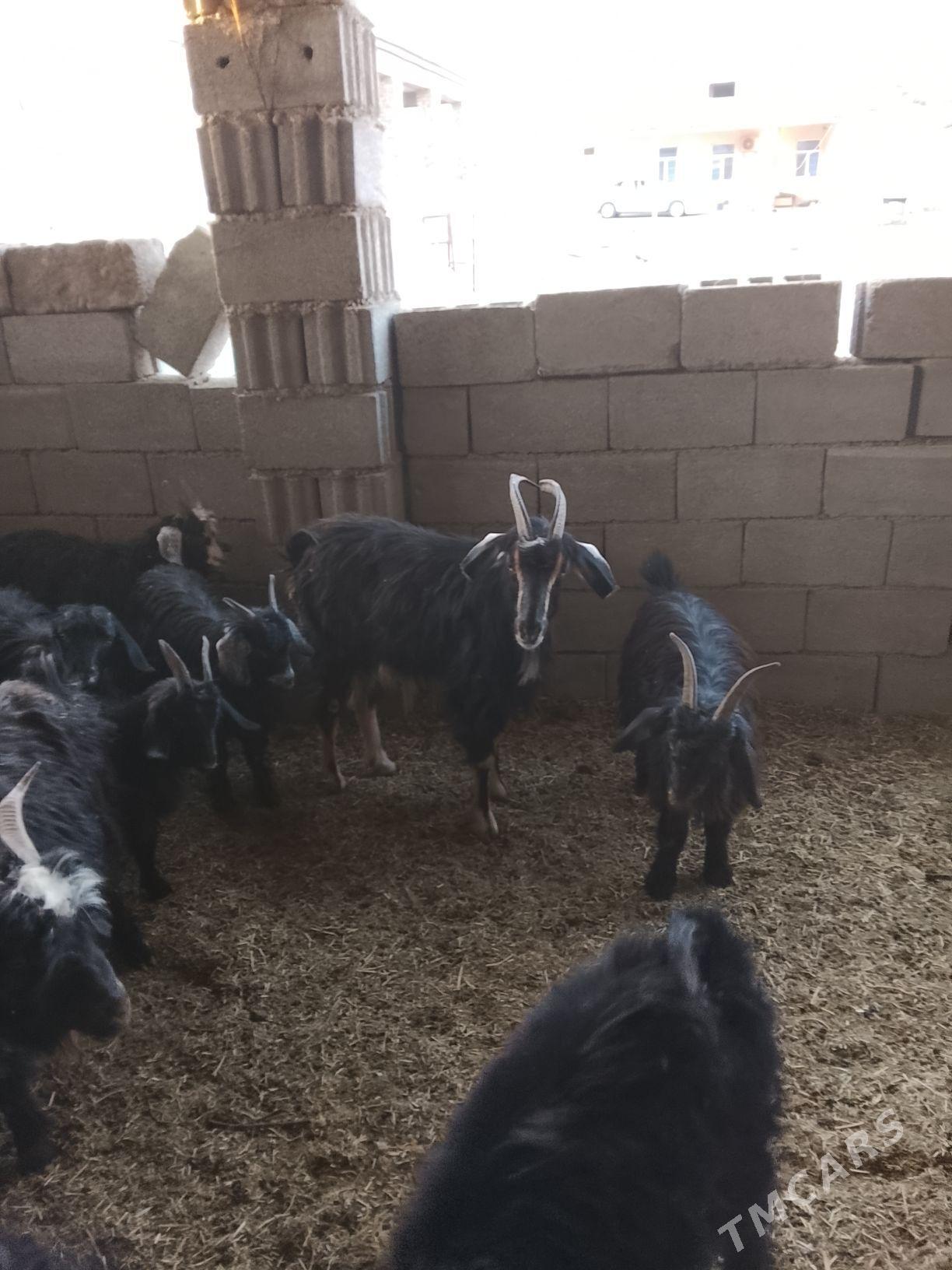 geçi - Aşgabat - img 2