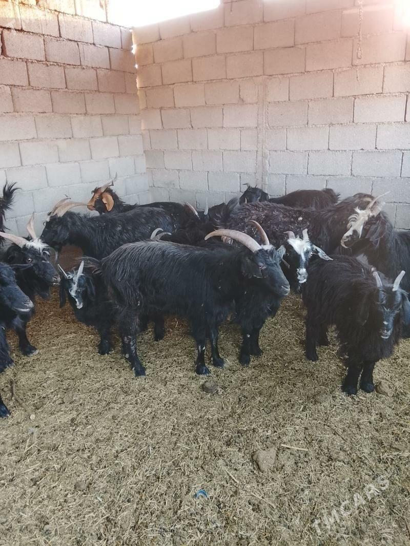 çebiş - Aşgabat - img 2