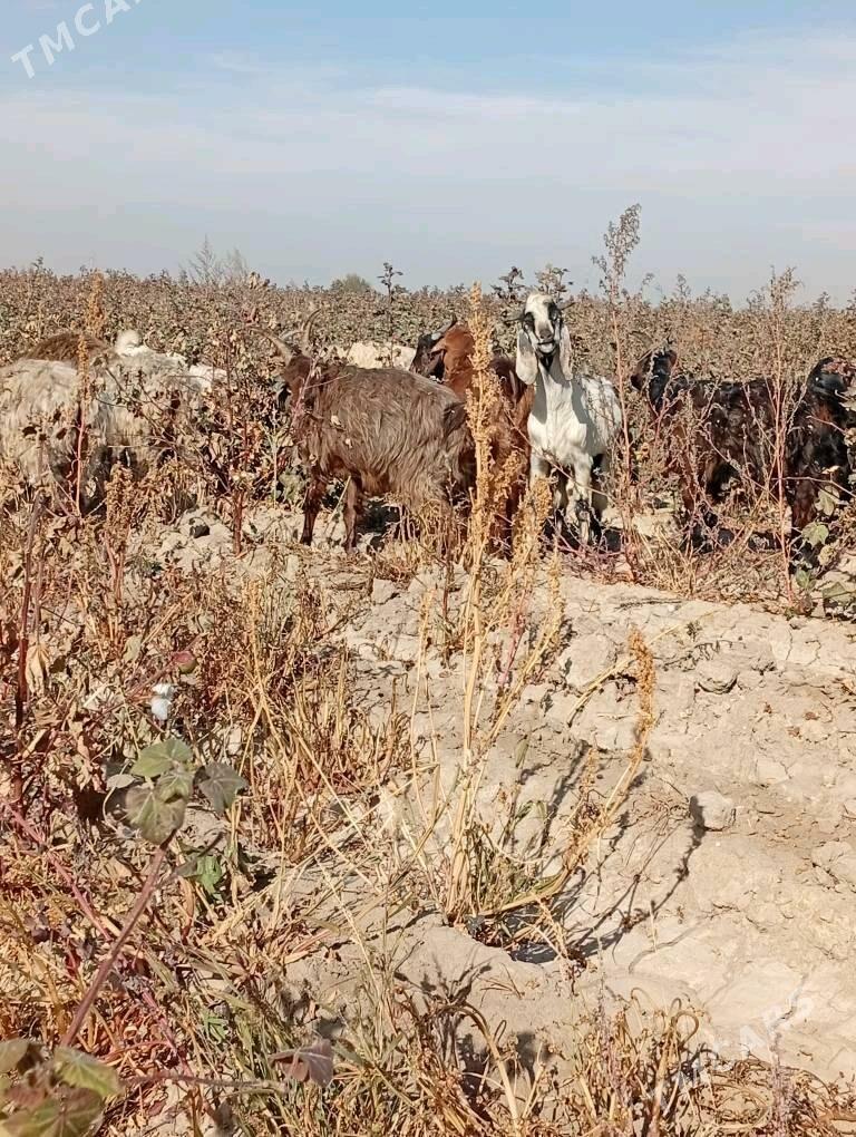 Päkistan teke höwür ü.n diñe - Sakarçäge - img 3