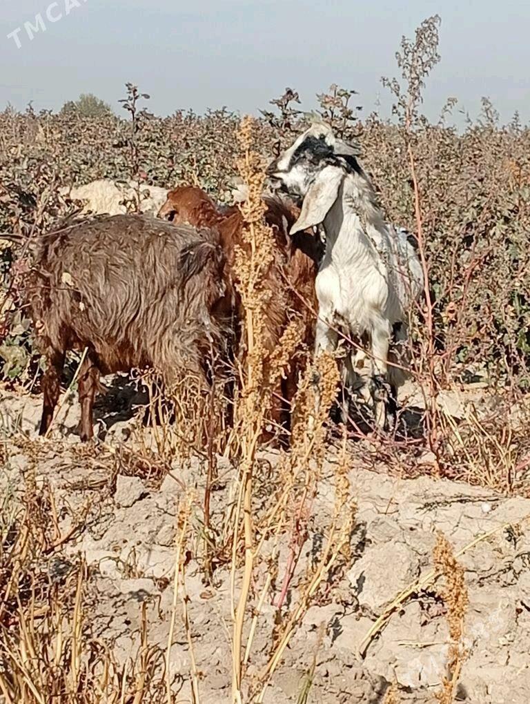 Päkistan teke höwür ü.n diñe - Sakarçäge - img 2
