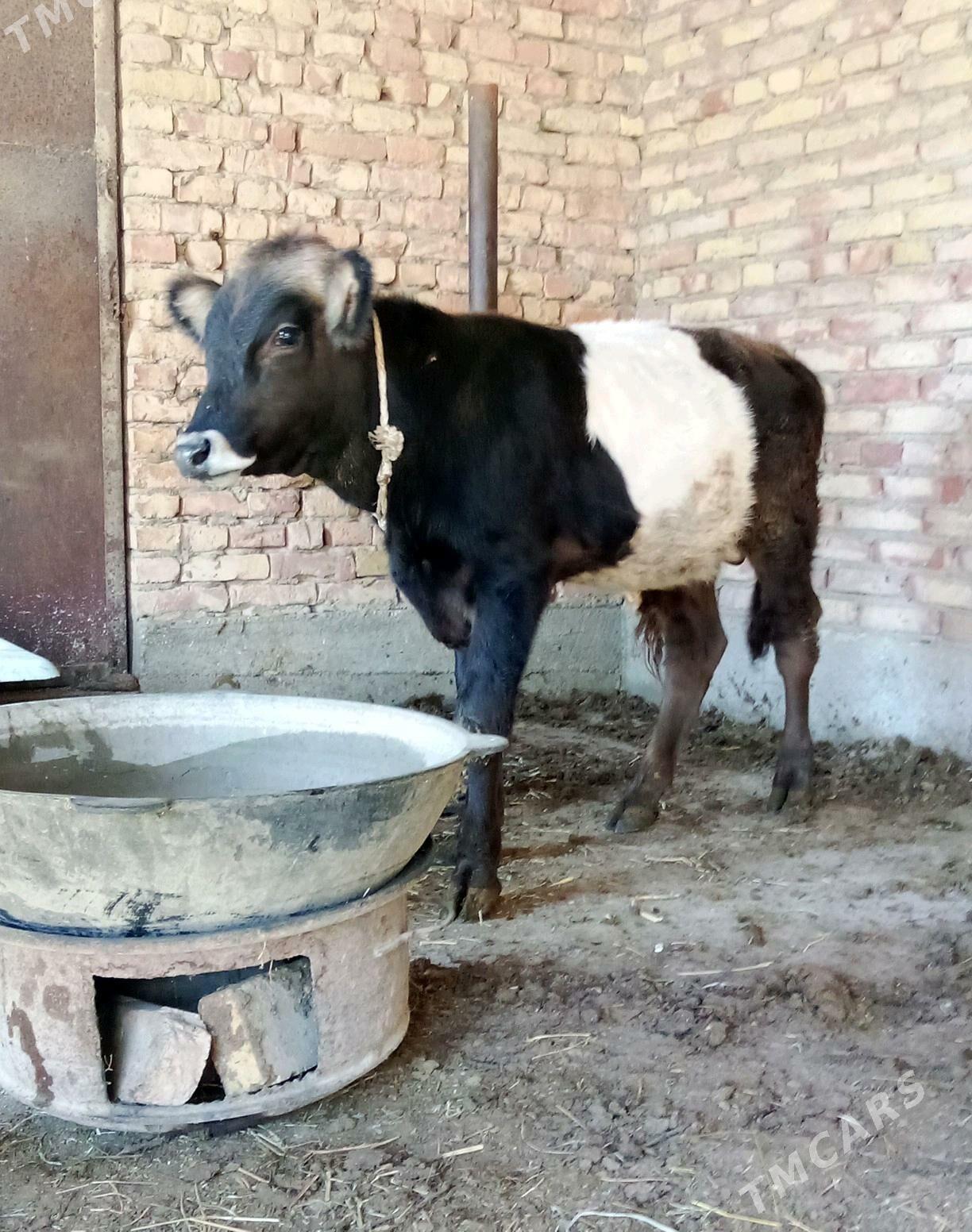 Gibrit Tohum Öküz 8 aýlyk - Гёкдепе - img 5