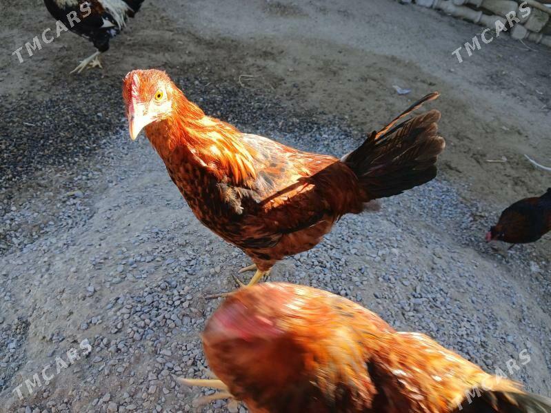 towuk horazlar - Туркменабат - img 2