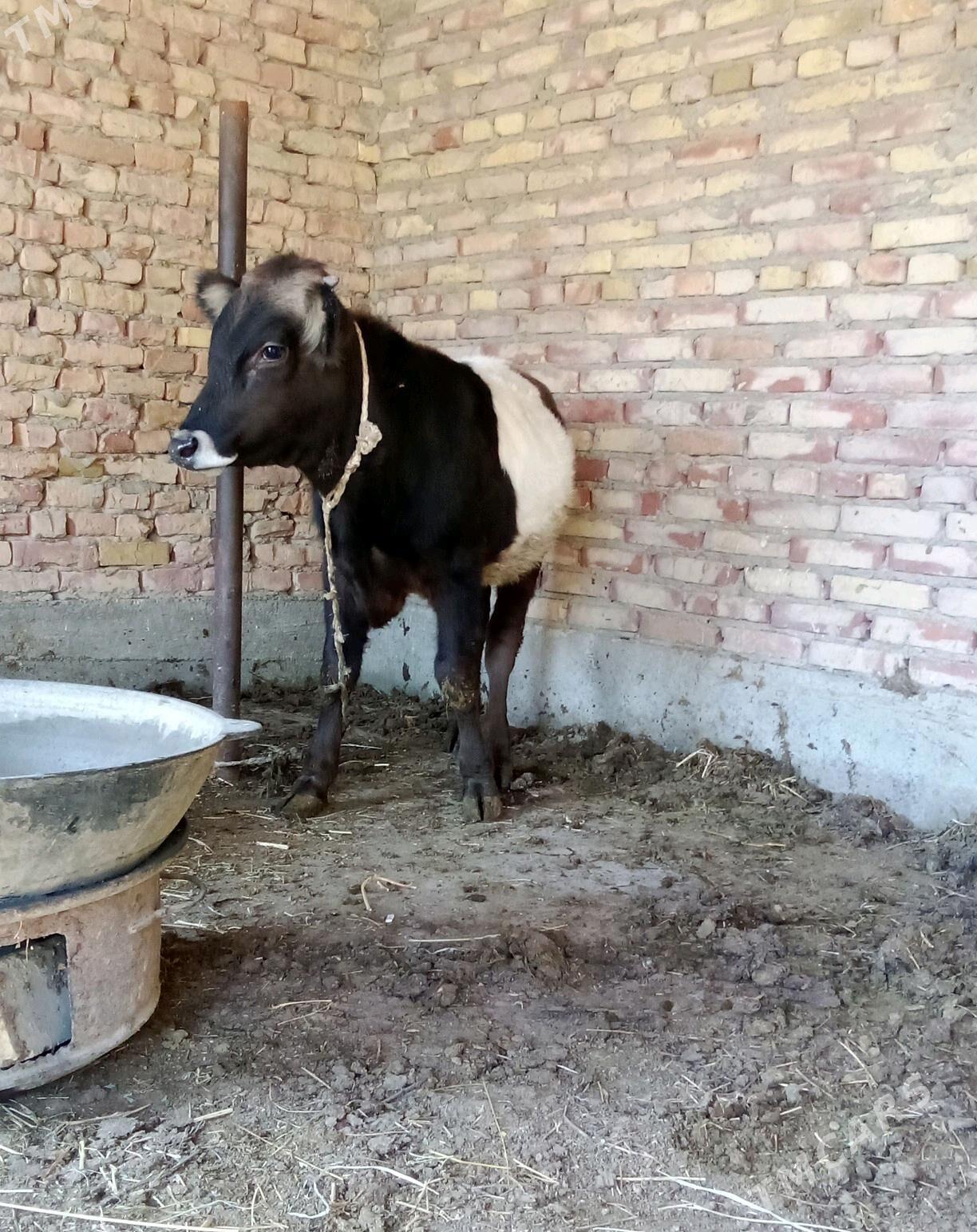 Gibrit Tohum Öküz 8 aýlyk - Гёкдепе - img 8