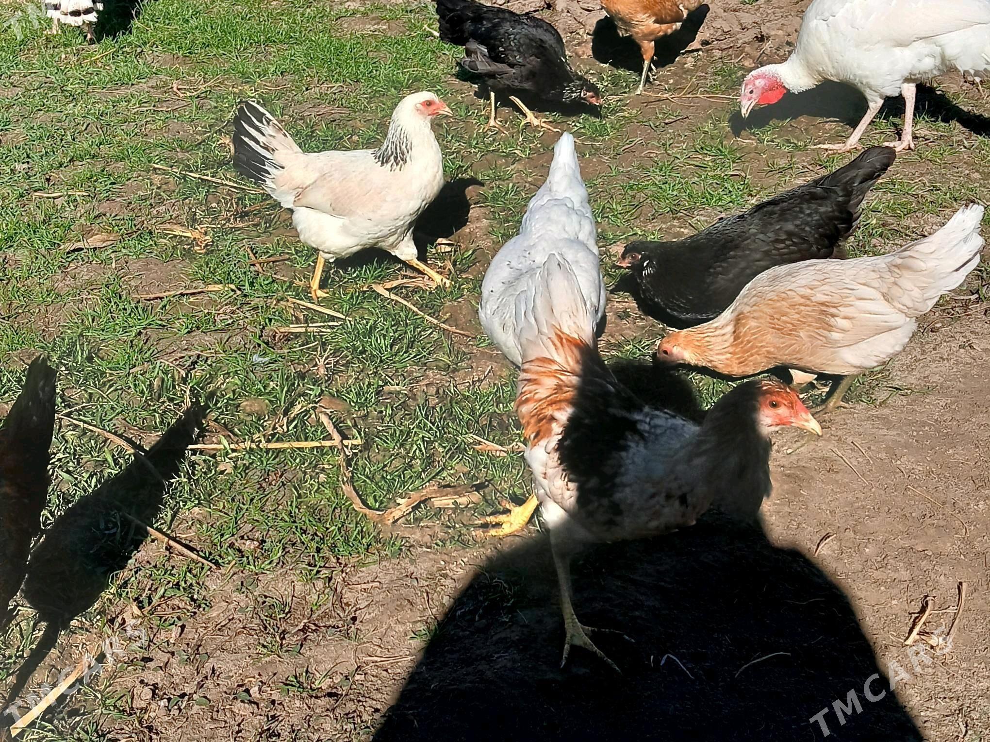 towuk horazlar - Туркменабат - img 4