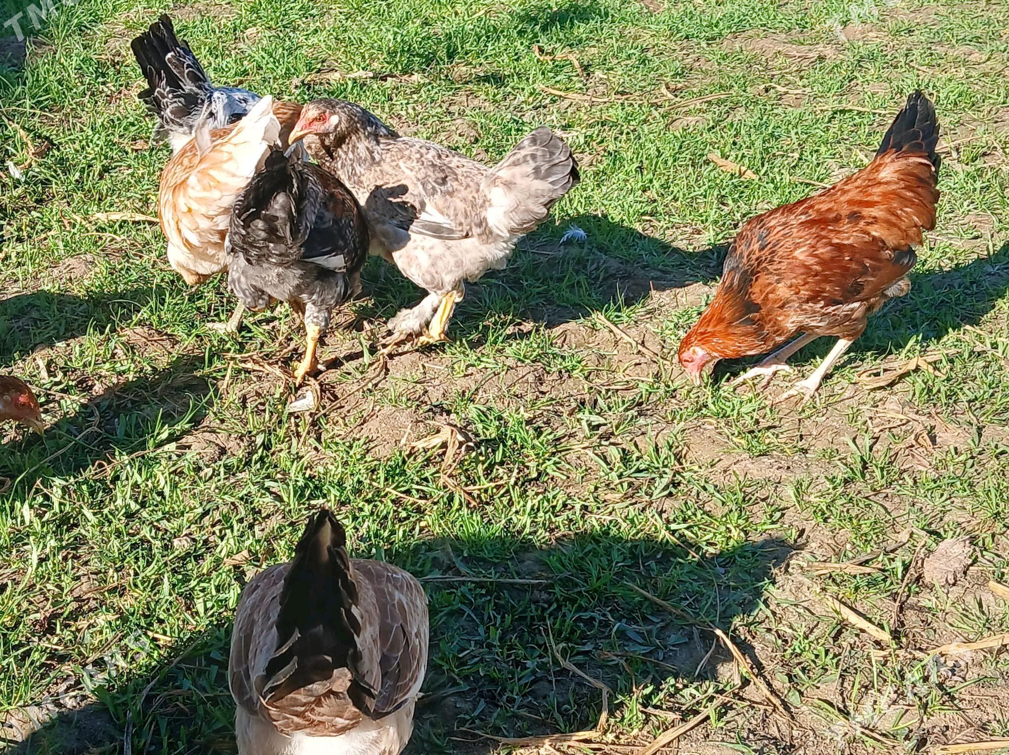 towuk horazlar - Туркменабат - img 3