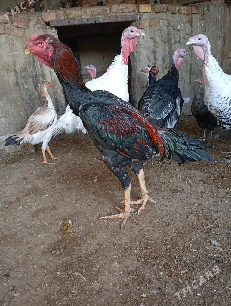 Özbek horaz - Sakarçäge - img 3