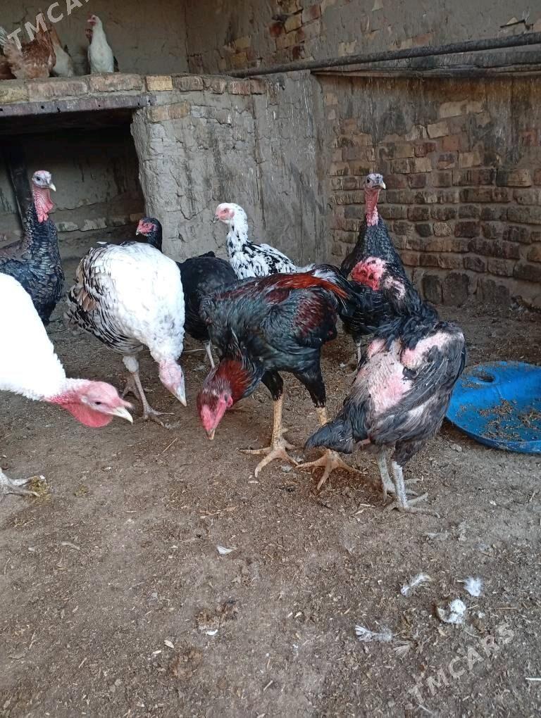 Özbek horaz - Sakarçäge - img 4