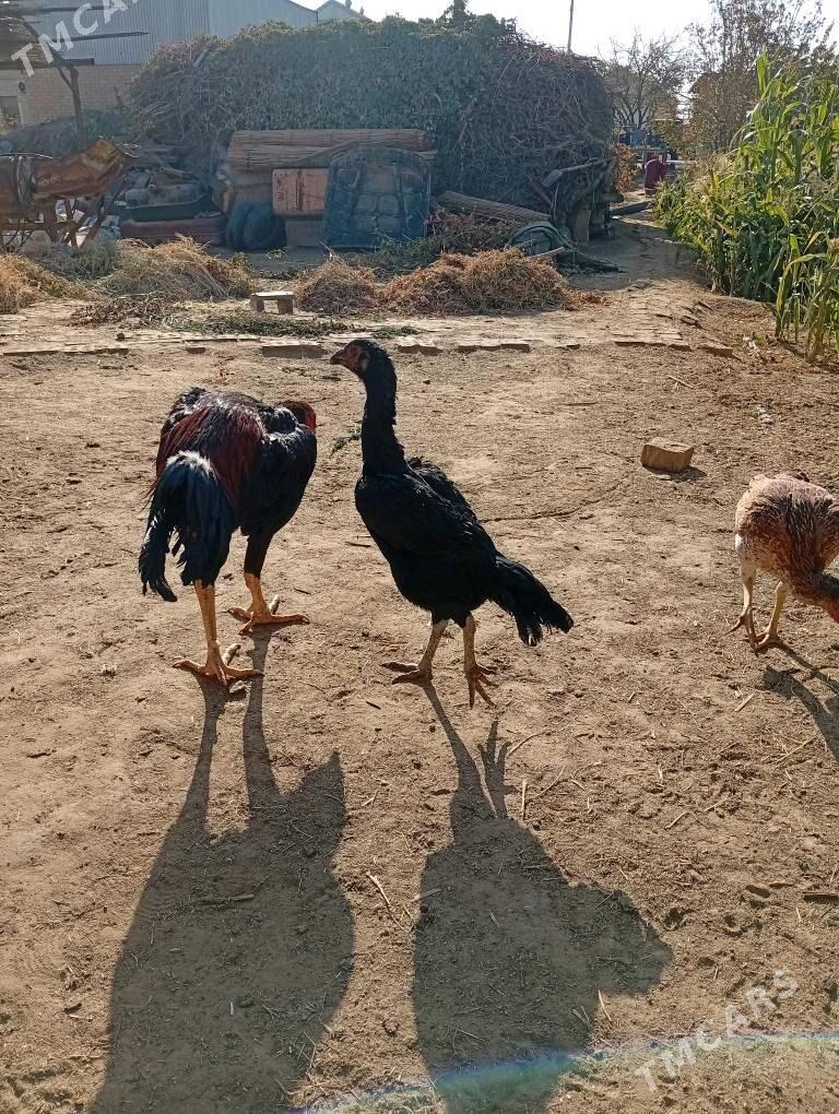 Özbek horaz - Sakarçäge - img 2