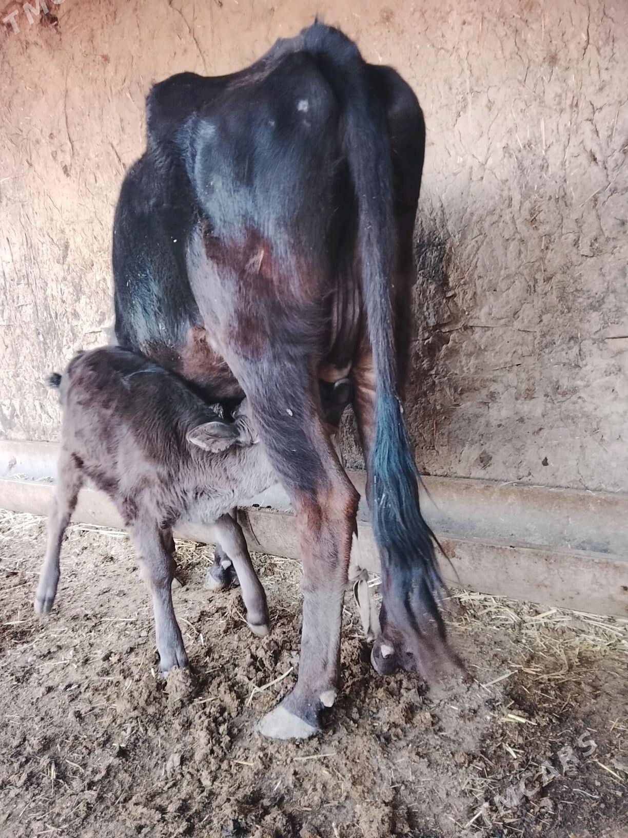 goleli sygyr - Гызыларбат - img 2