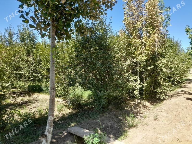 yer - Гороглы (Тагта) - img 3