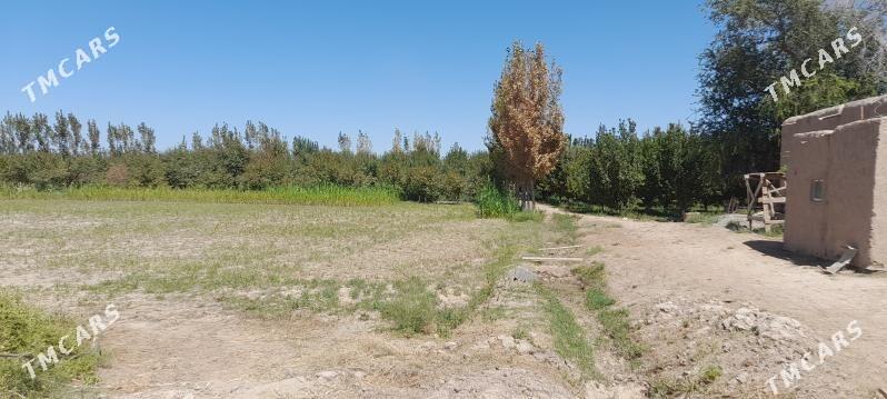 yer - Гороглы (Тагта) - img 4