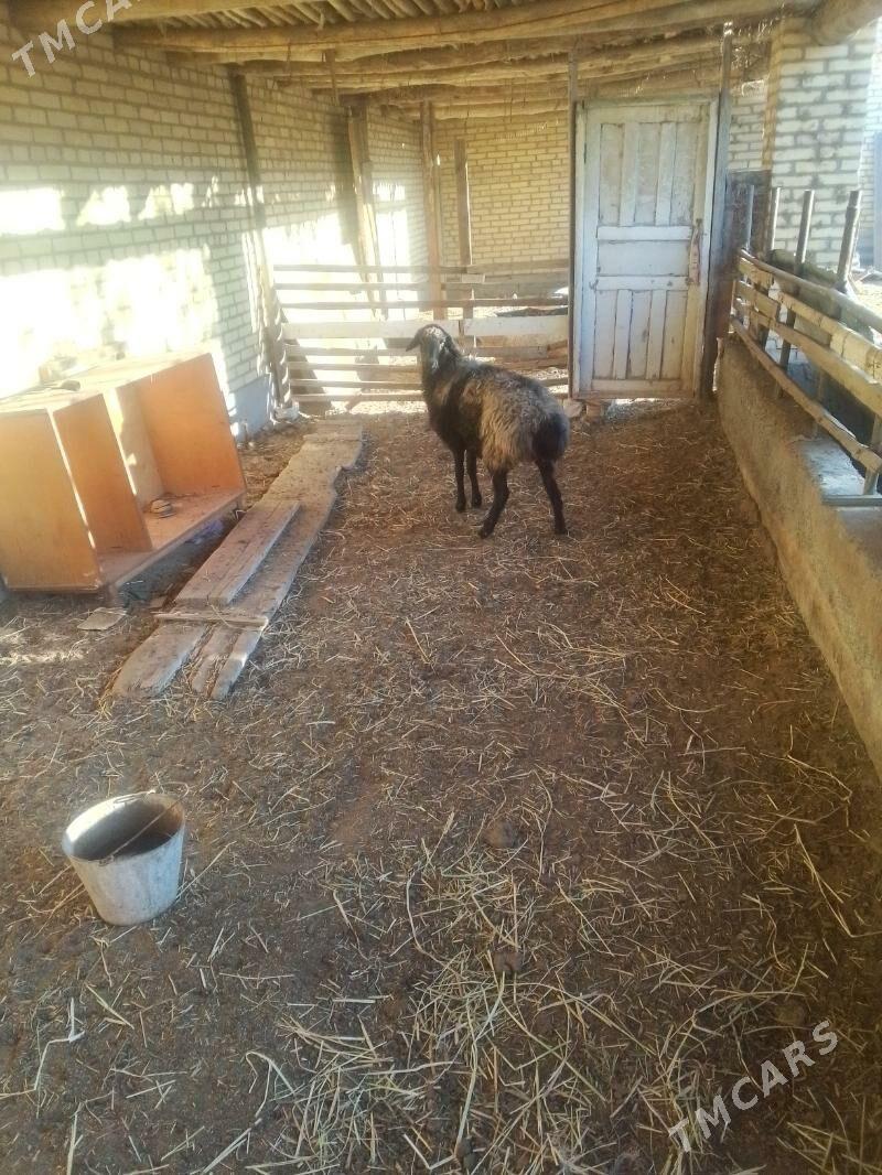 goyun - Сакар - img 3