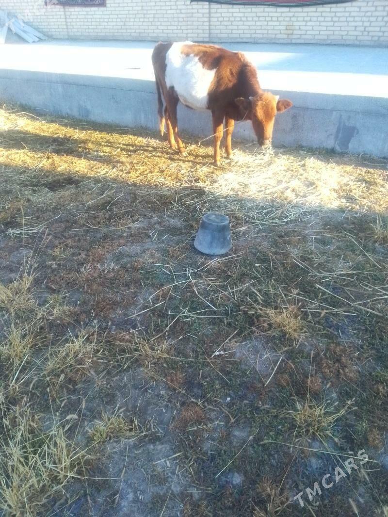 gunajynlar - Сакар - img 3