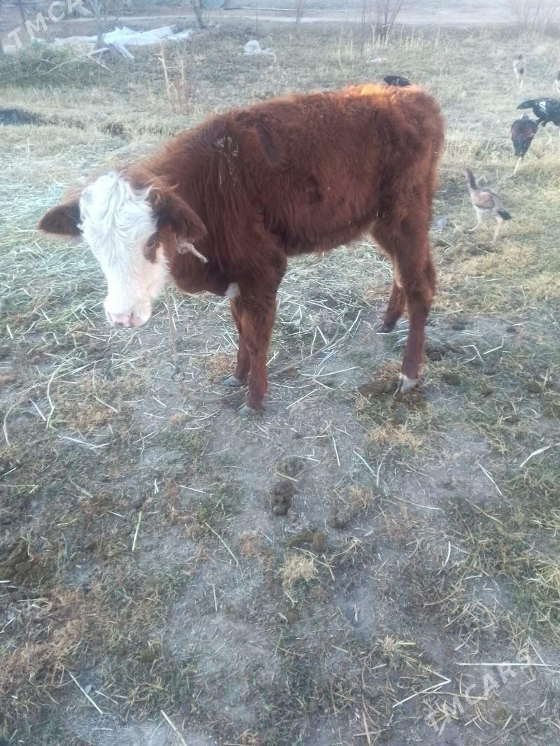 gunajynlar - Сакар - img 2