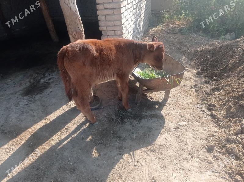 Göleli sygyr - Мургап - img 4