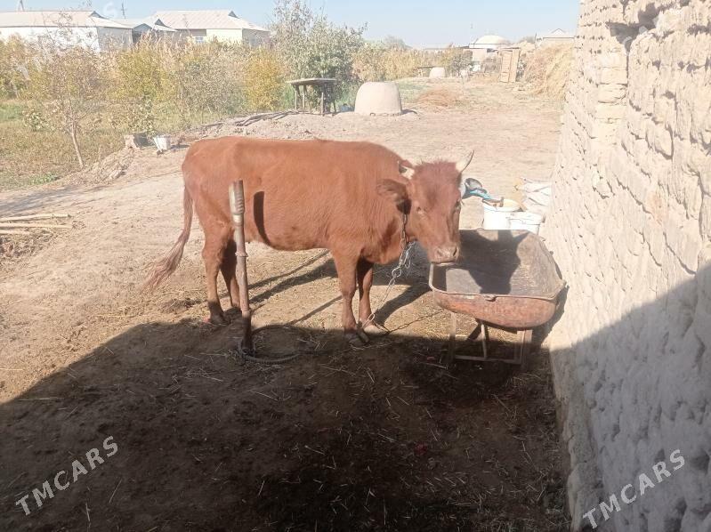 Göleli sygyr - Мургап - img 2