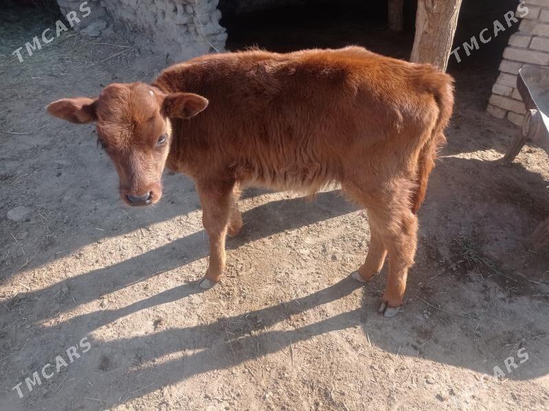 Göleli sygyr - Мургап - img 3