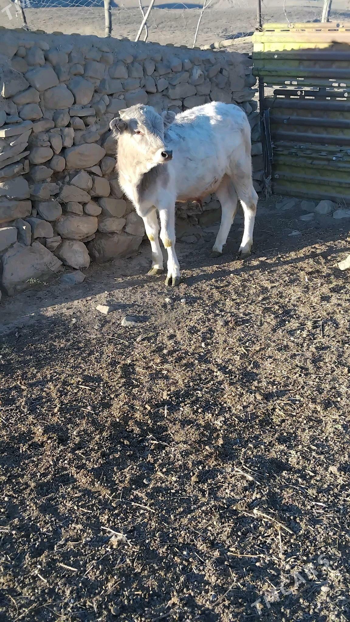 öküz - Bäherden - img 3