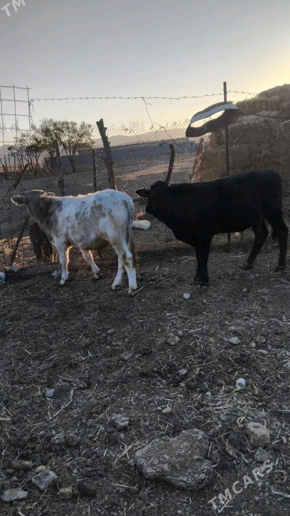 öküz - Bäherden - img 2