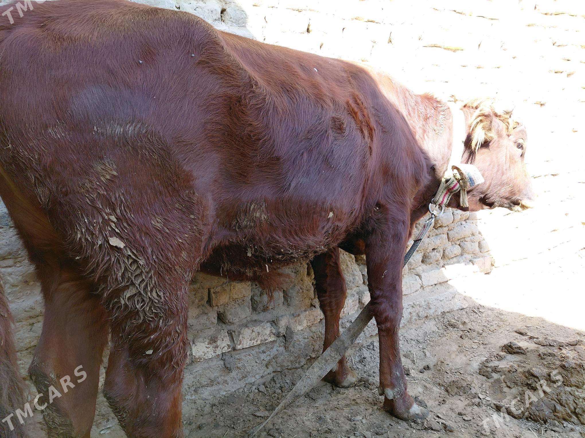 öküz - Sakarçäge - img 3