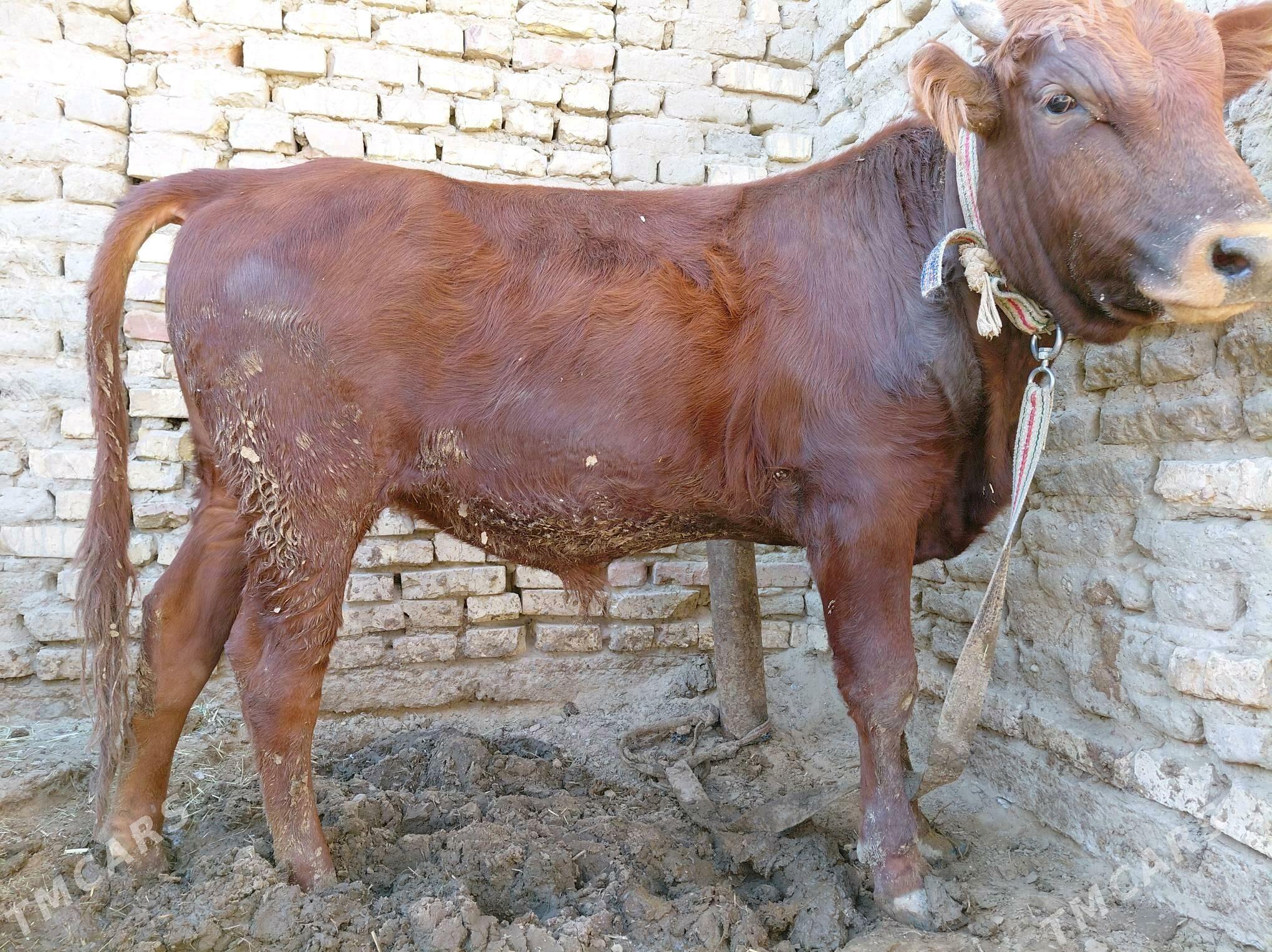 öküz - Sakarçäge - img 4