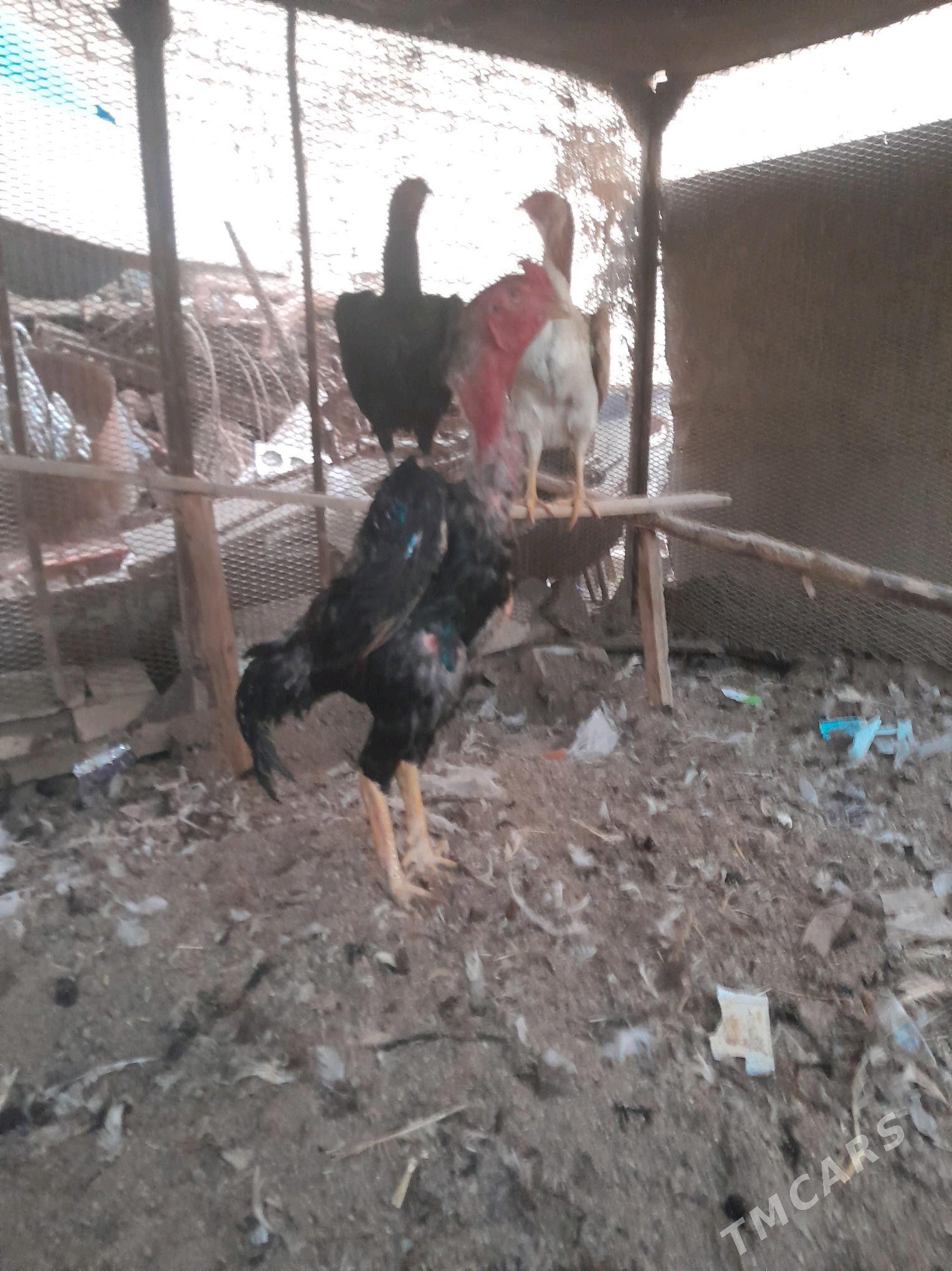 Baýes mäki jüjeler - Türkmenabat - img 5