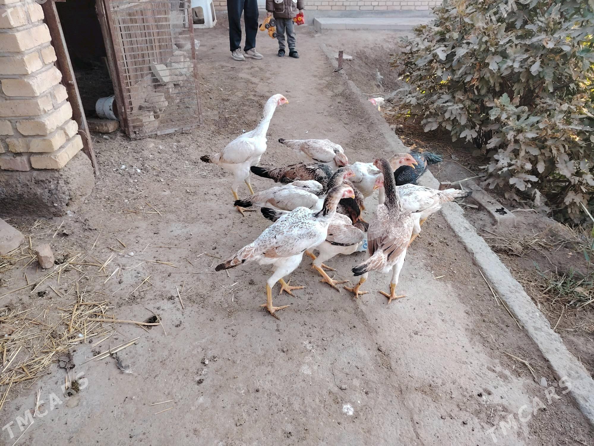 Baýes mäki jüjeler - Türkmenabat - img 1