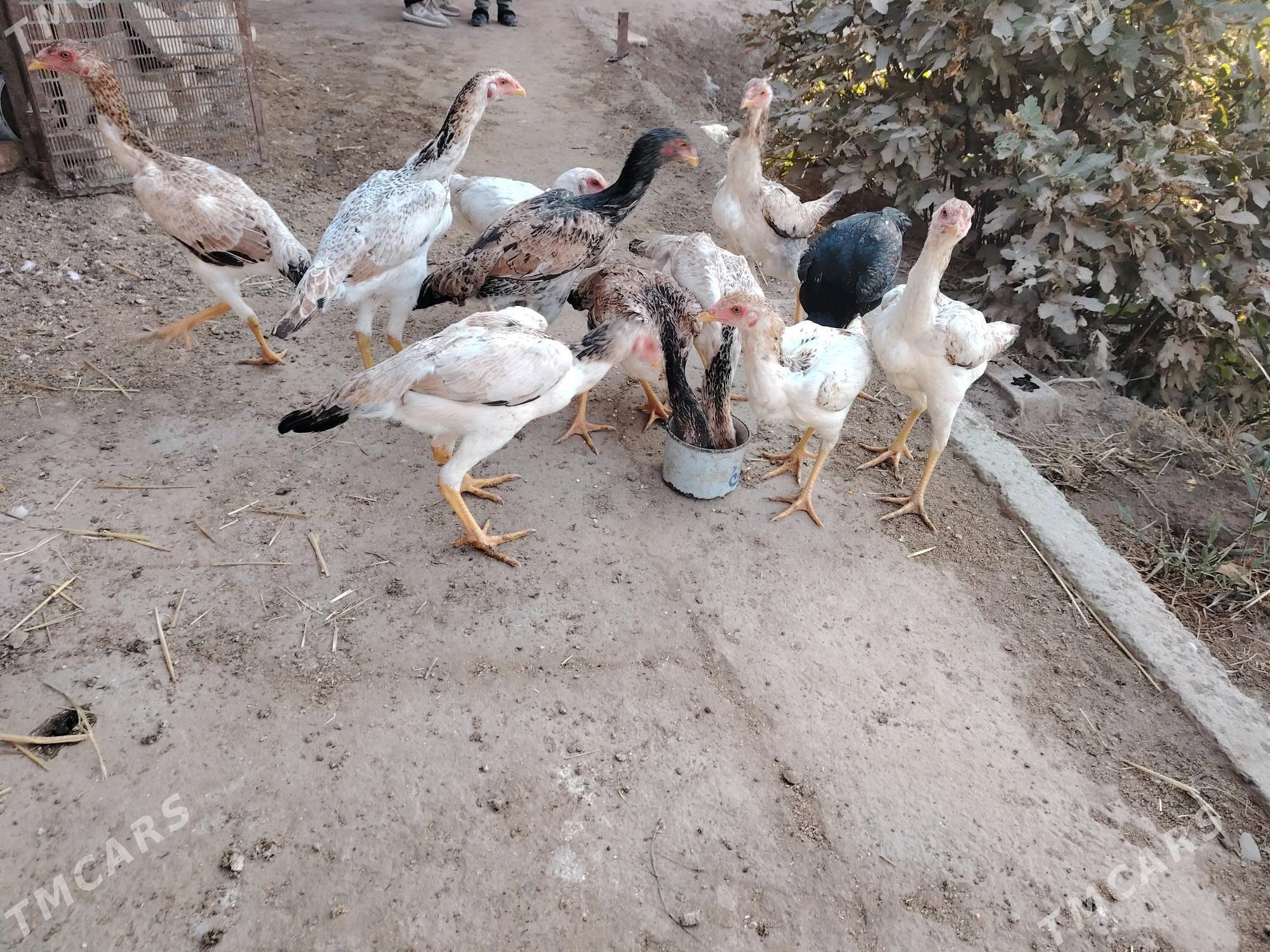 Baýes mäki jüjeler - Türkmenabat - img 2