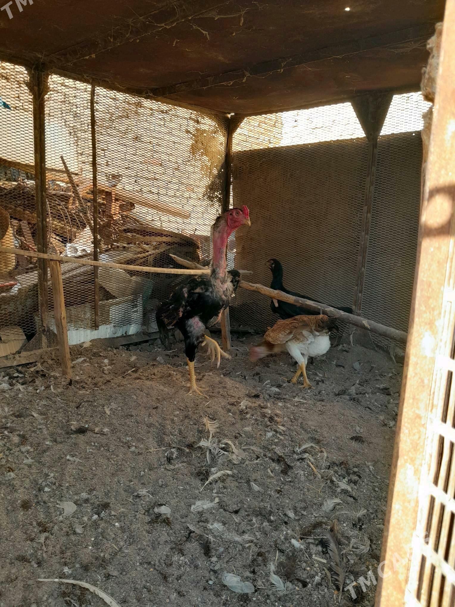 Baýes mäki jüjeler - Türkmenabat - img 4