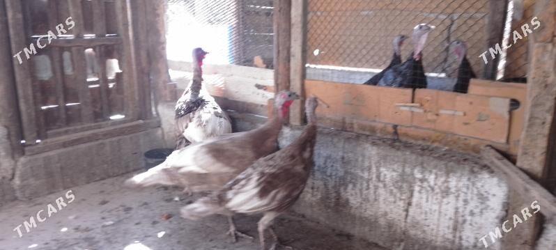 induk - Херрикгала - img 4