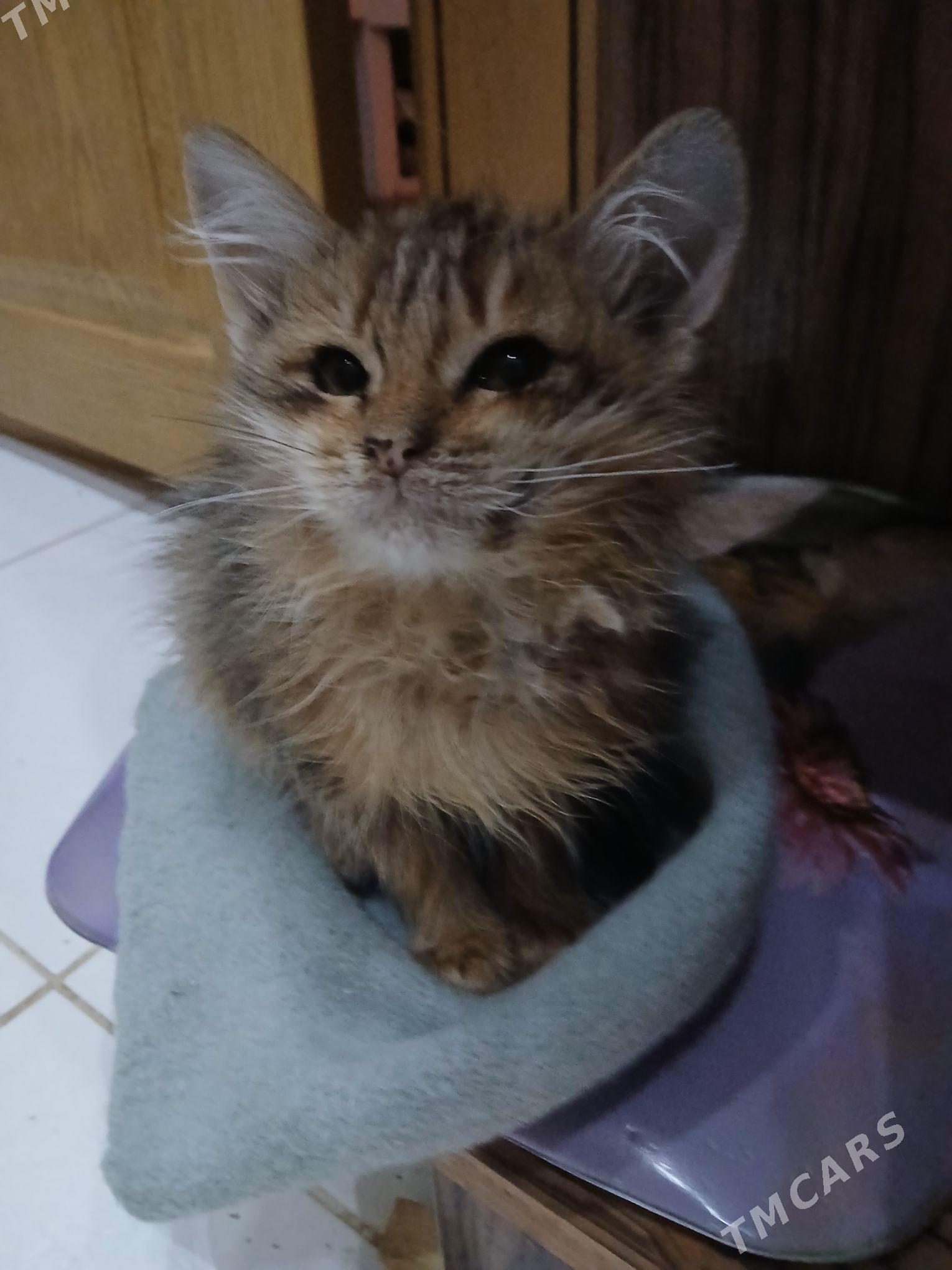 отдам хорошие добрые руки кате - Aşgabat - img 3