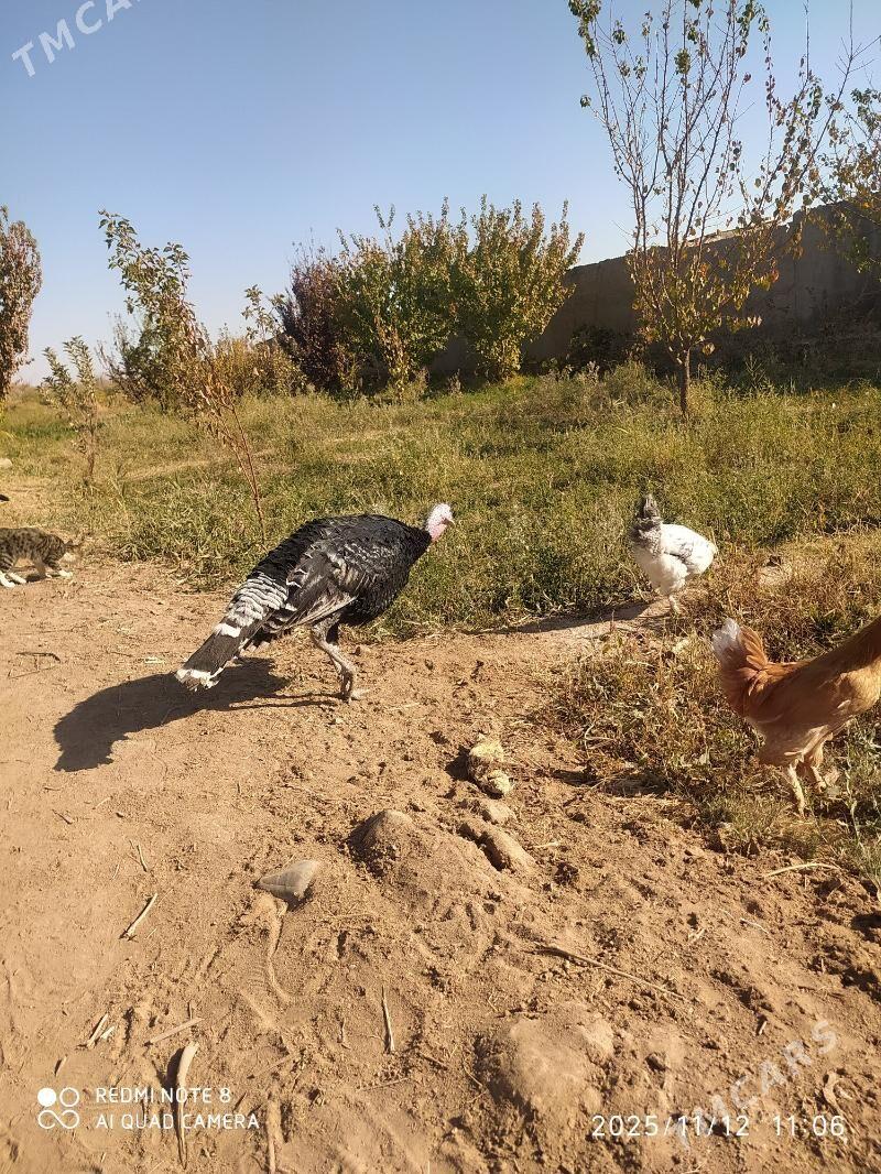 Induk we Horoz - Серахс - img 3