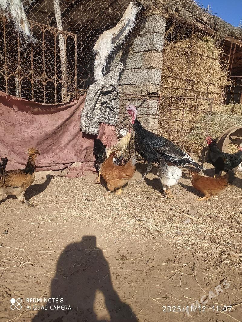 Induk we Horoz - Серахс - img 2