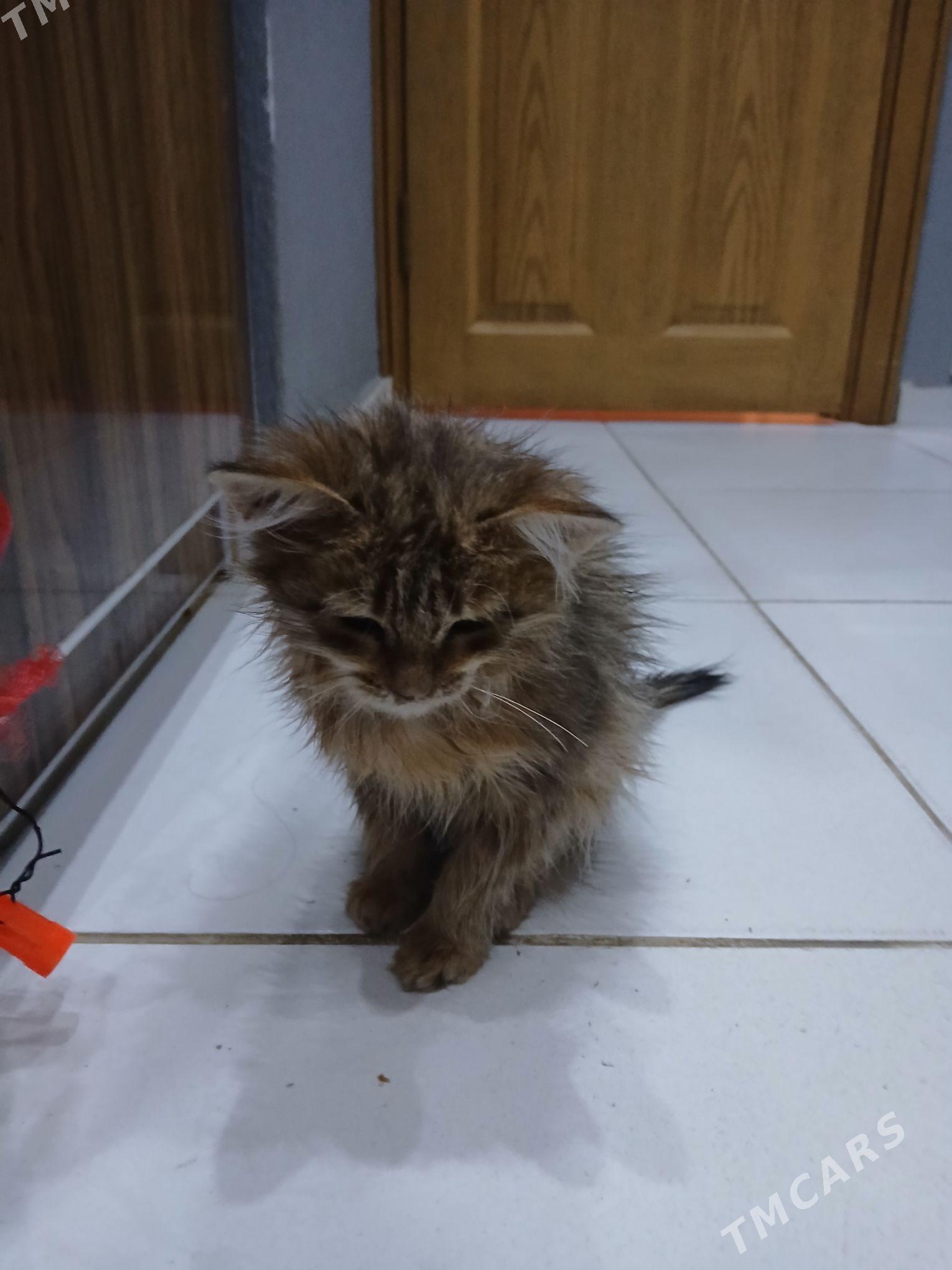 отдам хорошие добрые руки кате - Aşgabat - img 2