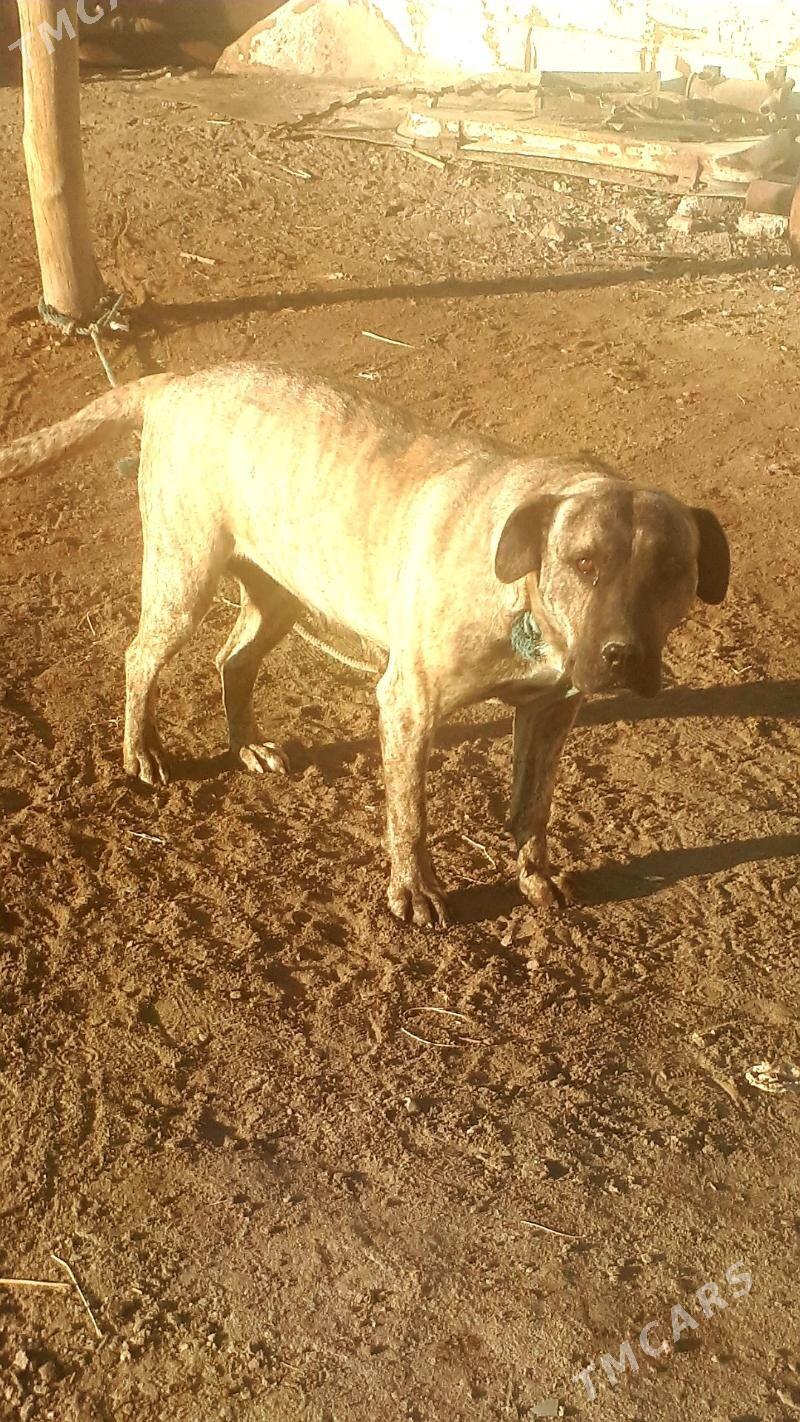 Pitbul - Türkmenabat - img 4