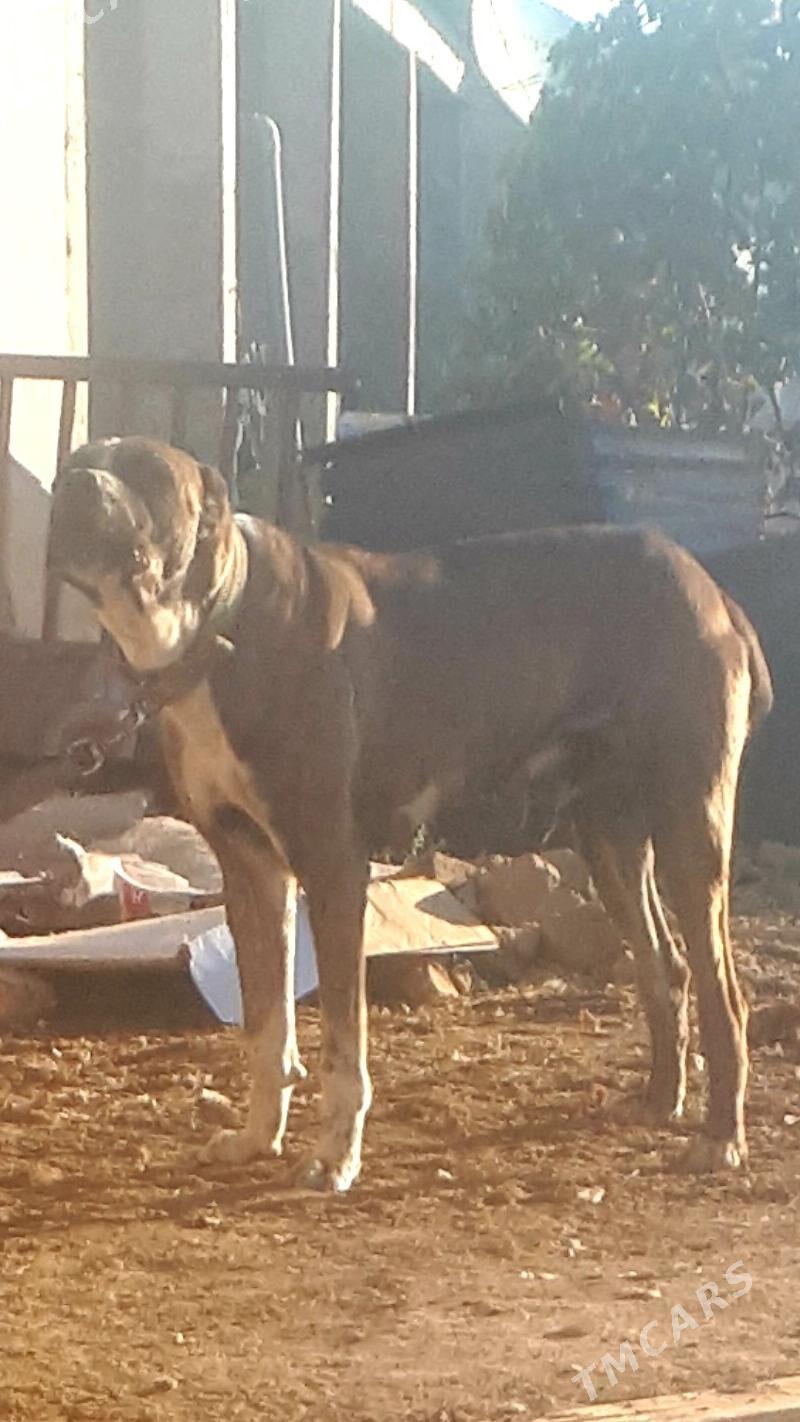 Pitbul - Türkmenabat - img 1