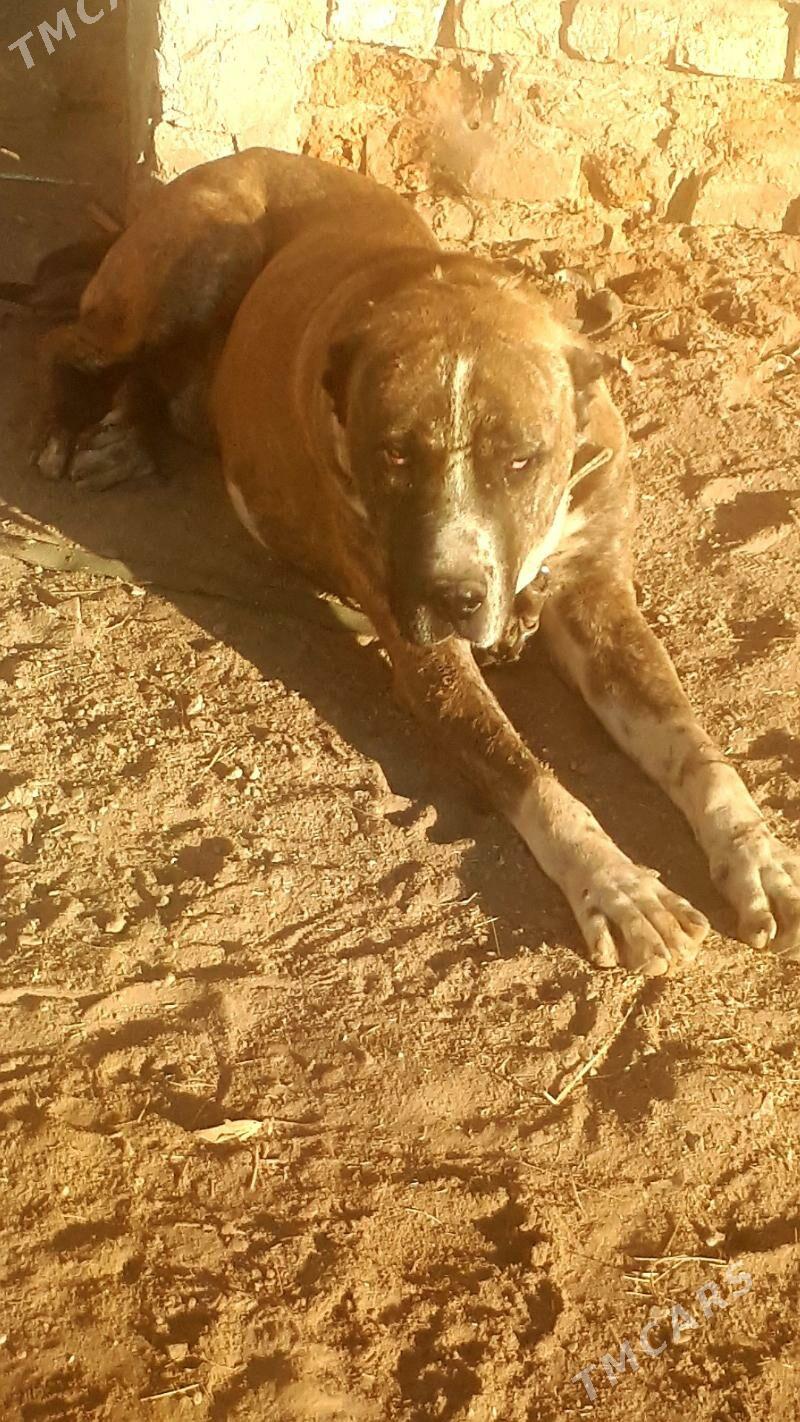 Pitbul - Türkmenabat - img 2