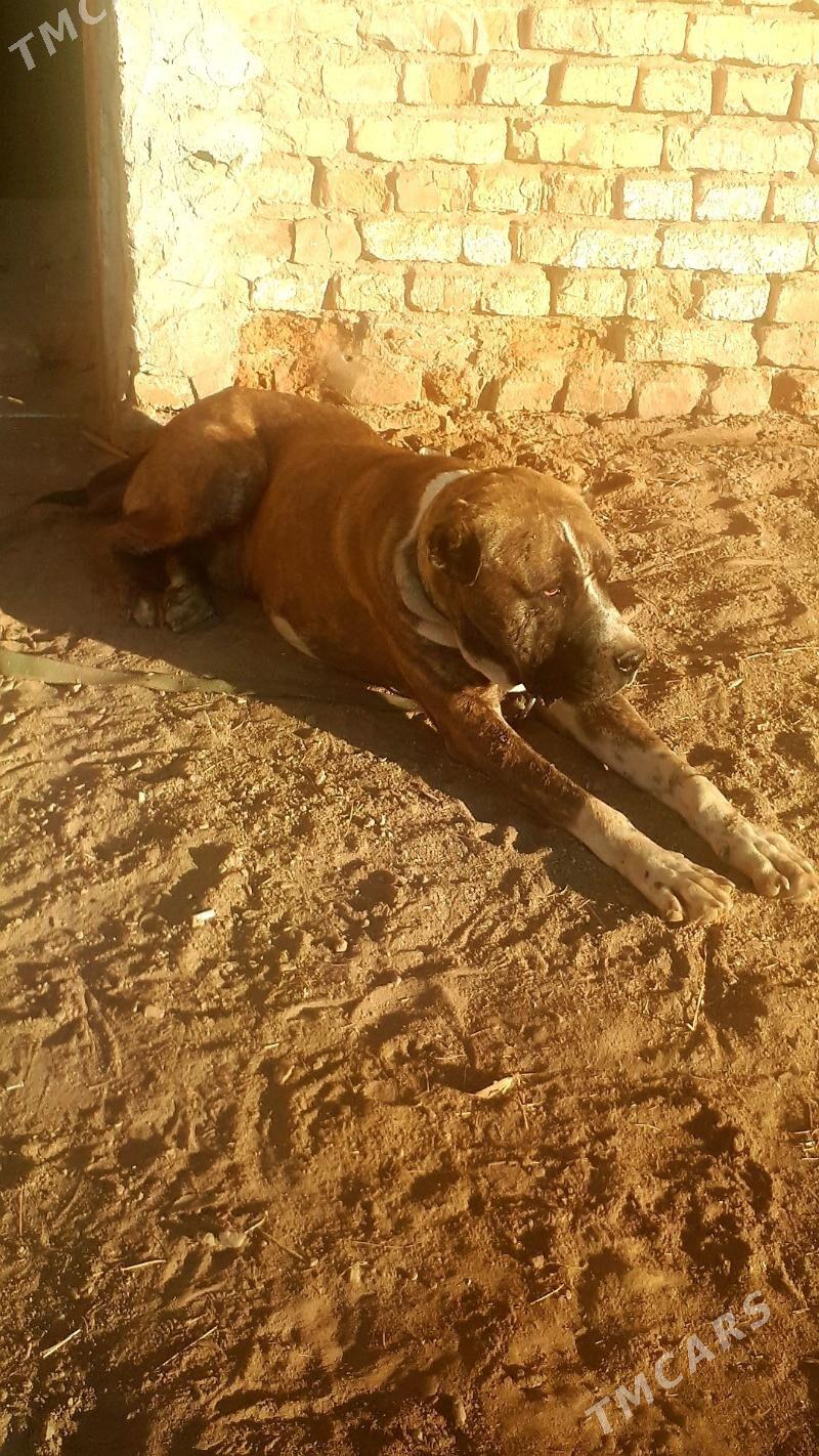 Pitbul - Türkmenabat - img 5