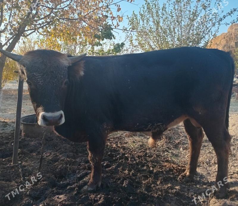 okuz - Bäherden - img 6